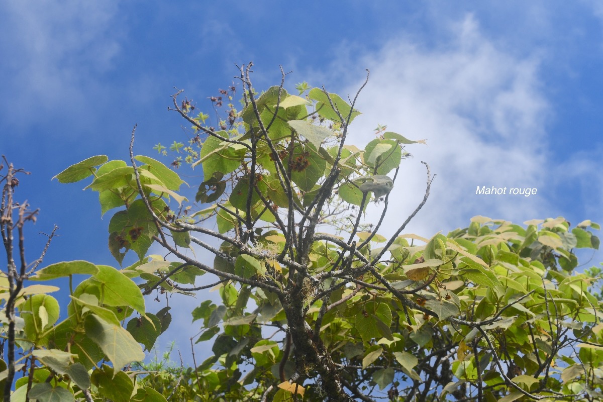 Dombeya reclinata Mahot rouge Malvac eae Endémique La Réunion 1601.jpeg