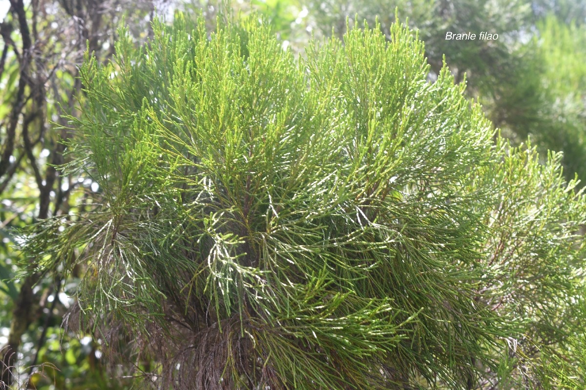 Erica arborescens Branle filao Ericaceae Endémique La Réunion 1616.jpeg