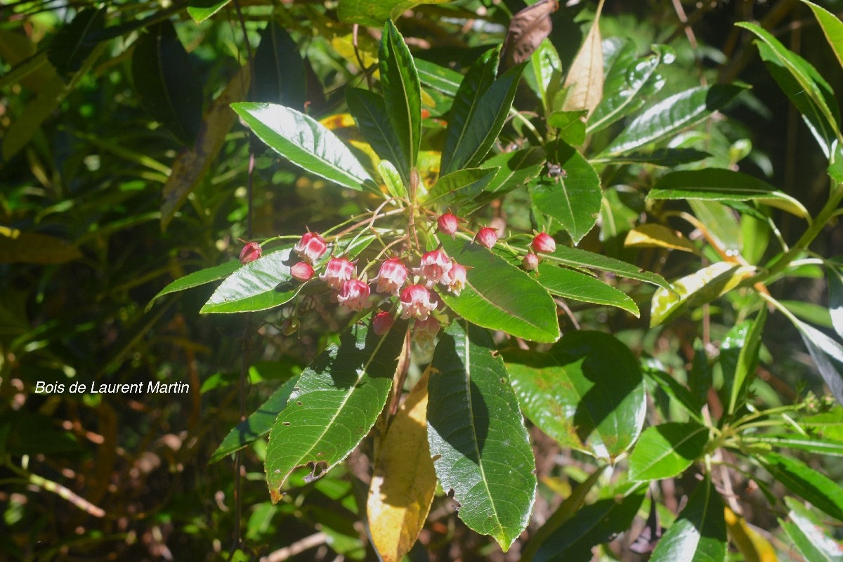 Forgesia racemosa Bois de Laurent Martin Esc alloniaceae Endémique La Réunion 1555.jpeg