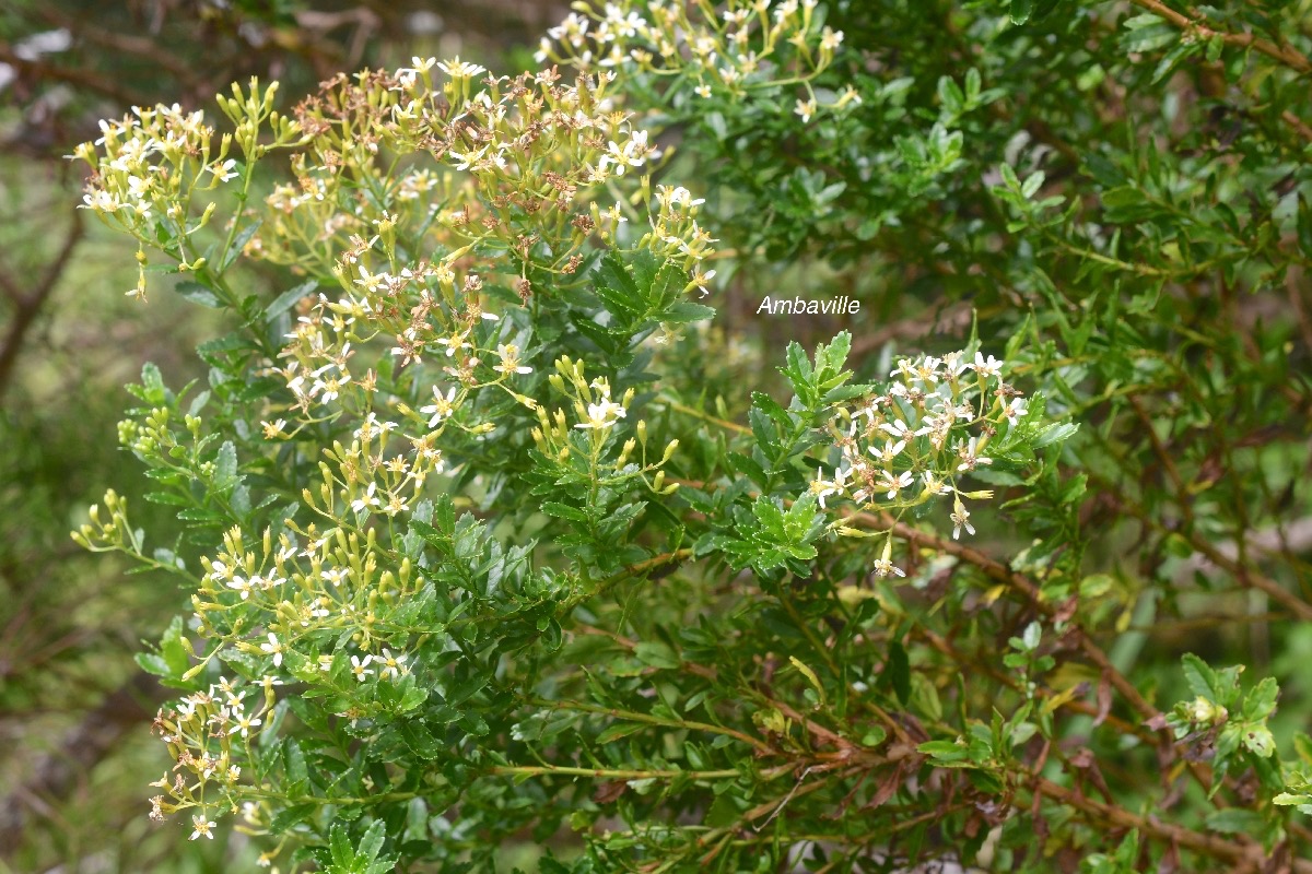 Hubertia ambavilla Ambaville Asteraceae  Endémique La Réunion, Maurice 1613.jpeg