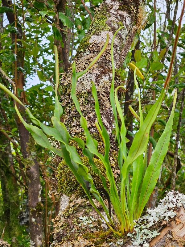 Hymenolepis ophioglossoides Polypodi aceae Indigène La Réunion 848.jpeg