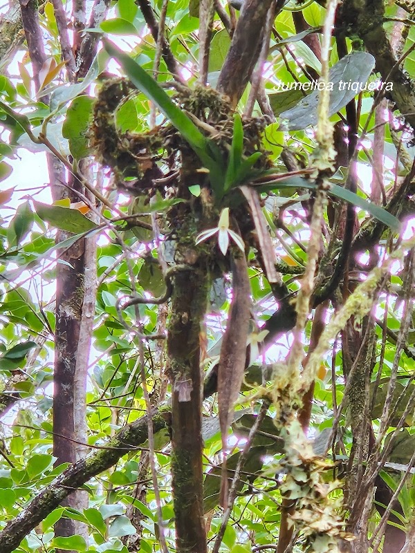 Jumellea triquetra Orchidaceae  Endémique La Réunion 19.jpeg