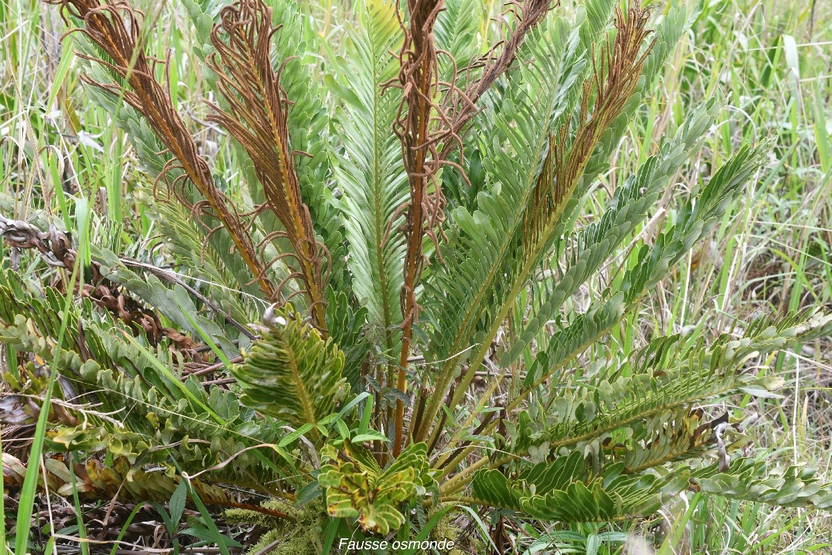 Lamariocycas tabularis Fausse osmonde Bl echnaceae Indigène La Réunion 1626.jpeg