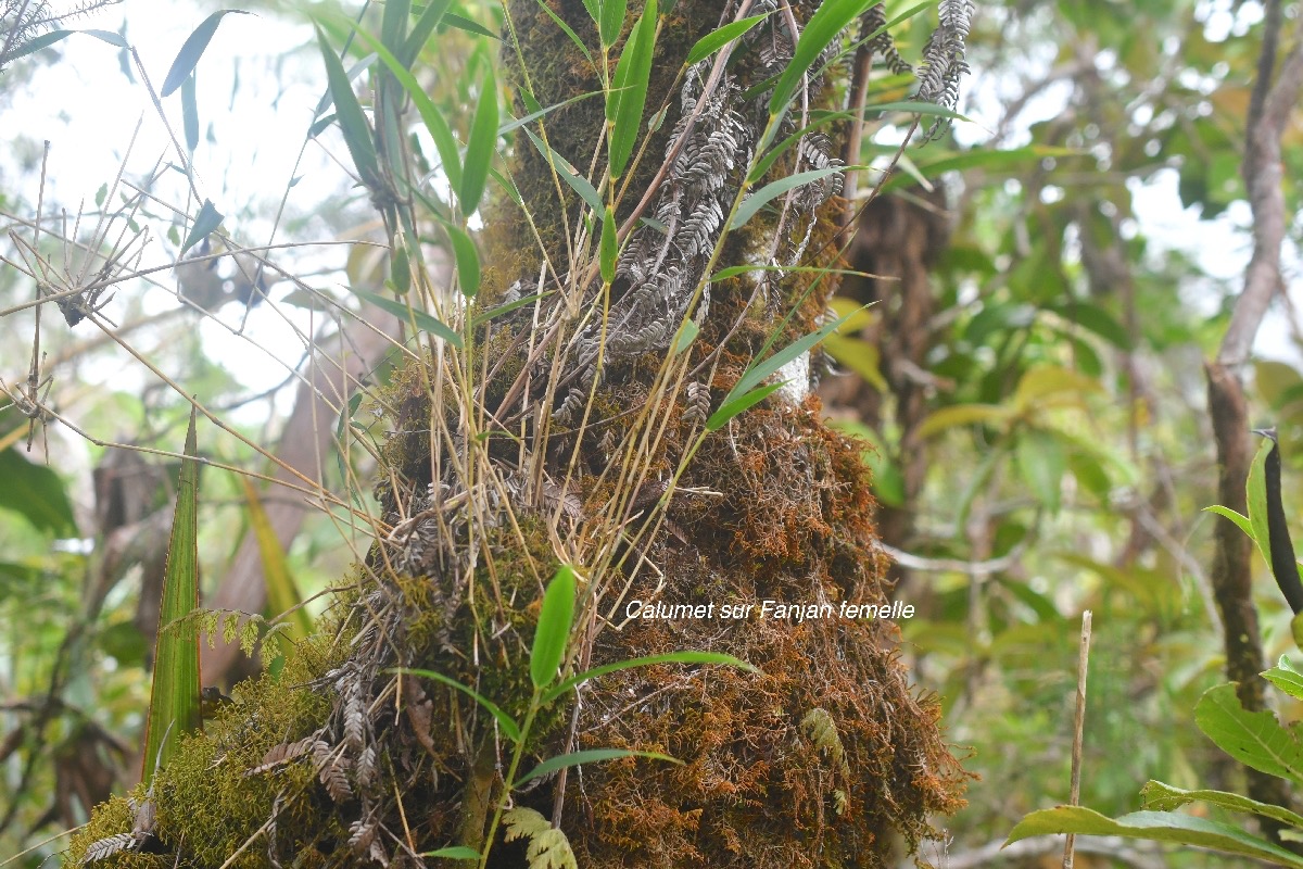 Nastus borbonicus Calumet Poaceae  Endémique La Réunion 1634.jpeg