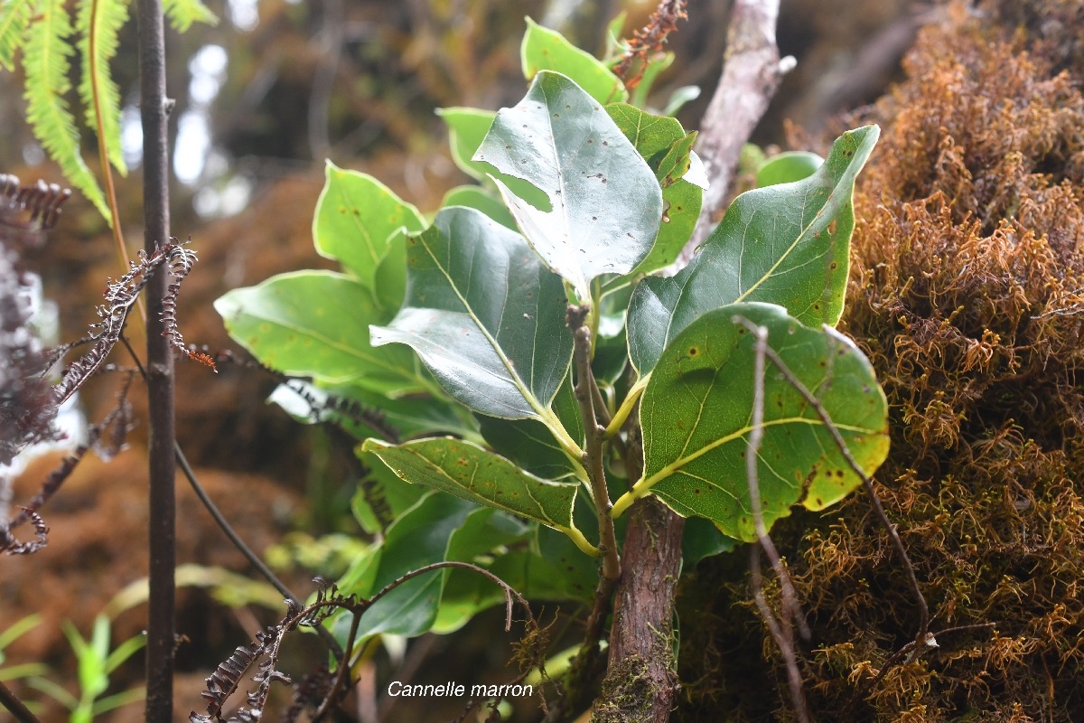 Ocotea obtusata Cannelle marron Lauraceae  Endémique La Réunion, Maurice 1635.jpeg