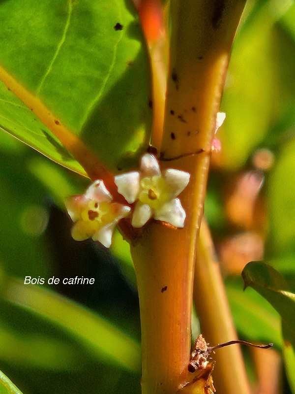 Phyllanthus phillyreifolius Bois de cafrine Phyll anthaceae Endémique La réunion, Maurice 34.jpeg