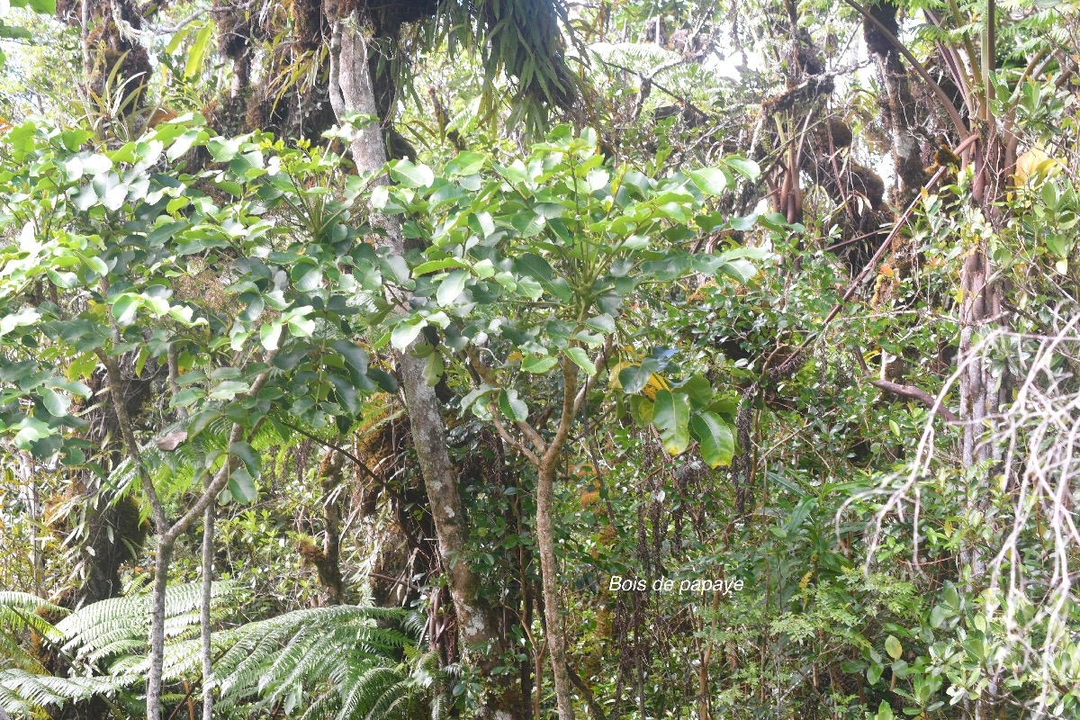 Polyscias repanda Bois de papaye Arali aceae Endémique La Réunion 1603.jpeg