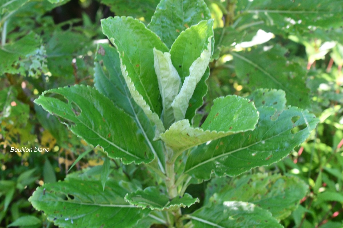 Psiadia boivinii Bouillon blanc Aster aceae Endémique La Réunion 1562.jpeg