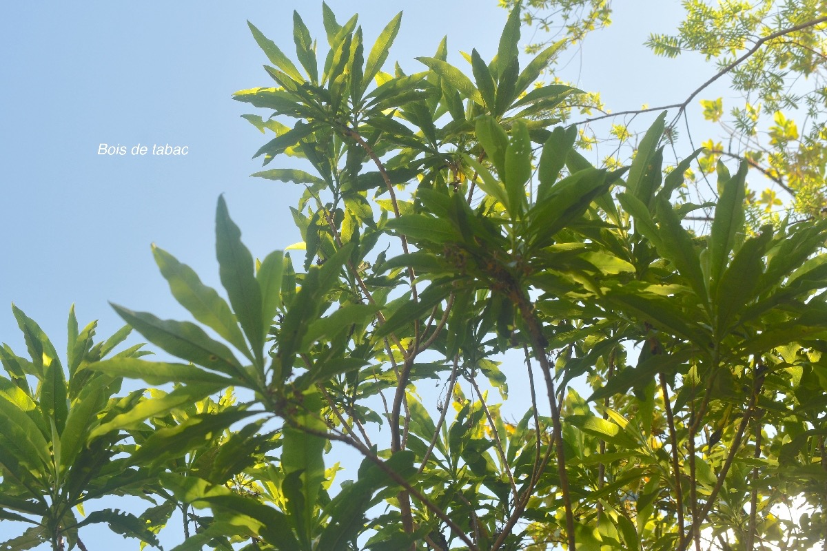 Psiadia laurifolia Bois de tabac Asteraceae Endémique La Réunion 1574.jpeg