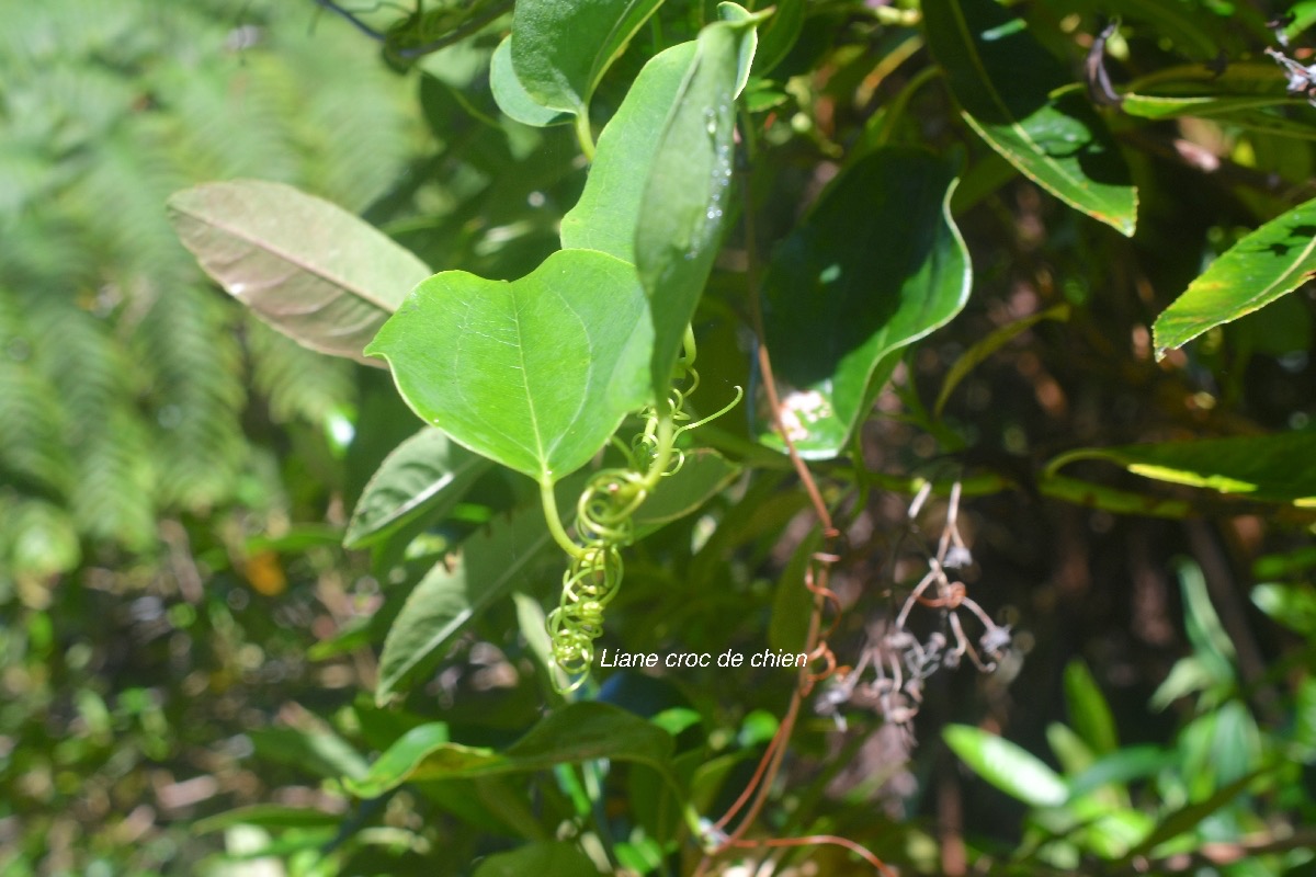 Smilax anceps Liane croc de chien Smilacaceae Indigène La Réunion 1557.jpeg