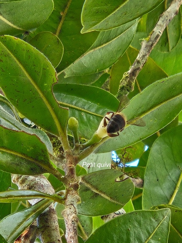 Turraea ovata Petit quivi Meliaceae Endémique La Réunion 524.jpeg