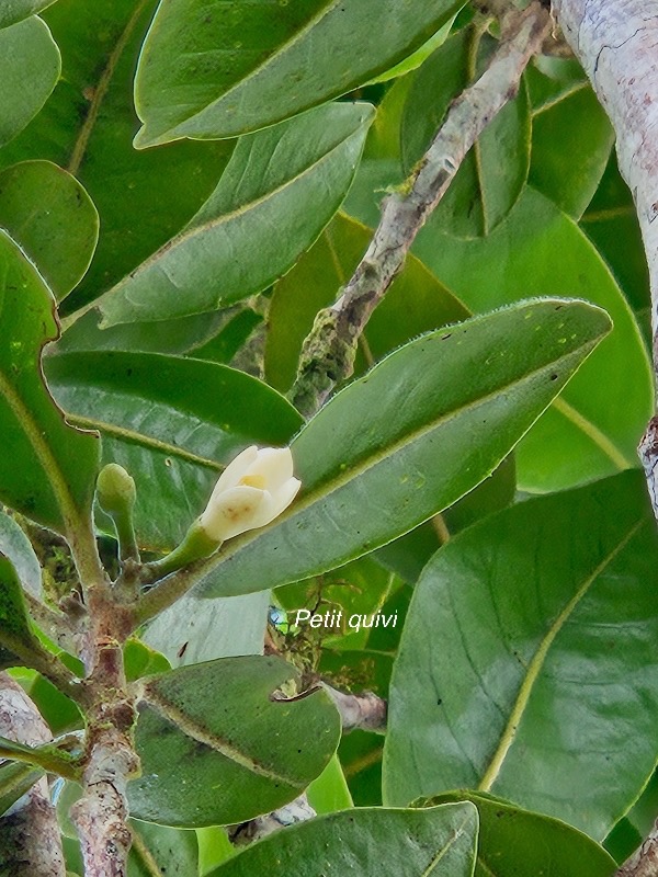 Turrea ovata Petit quivi Meliaceae Endémique La Réunion 532.jpeg