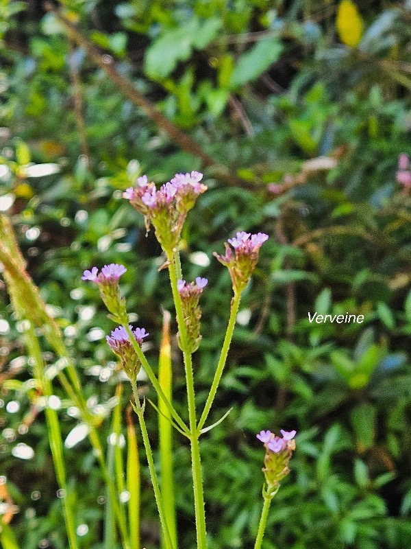 Verbena bonariensis Verveine Verbenaceae Amphinaturalisé 417.jpeg