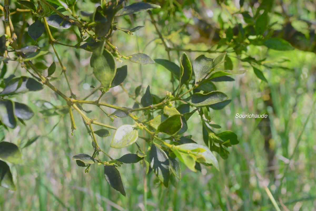 Viscum triflorum Sourichaude Santalaceae Indigène La Réunion 1599.jpeg