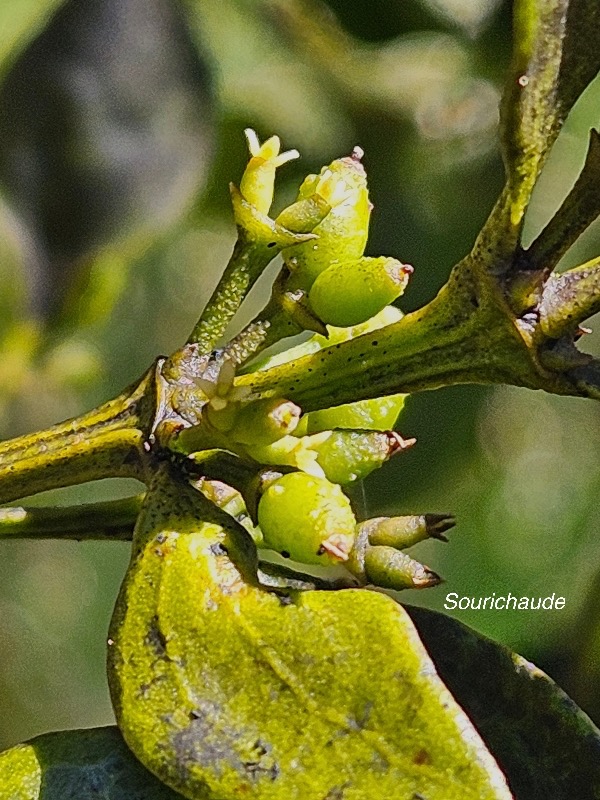 Viscum triflorum Sourichaude Santalaceae Indigène La Réunion 55.jpeg