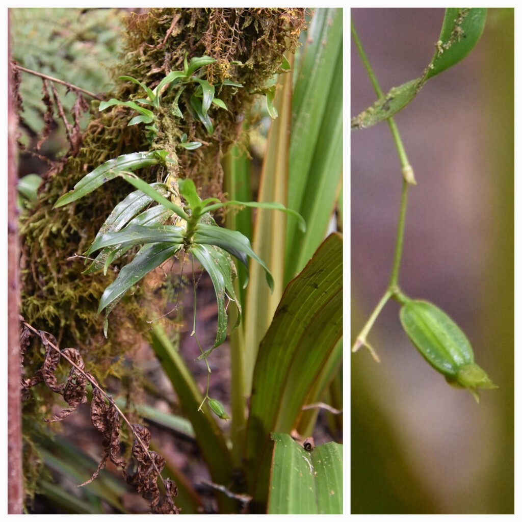 Angraecum_multiflorum(?)ex_obversifolium-EPIDENDROIDEAE-Indigene_Reunion-20240424_182758.jpg