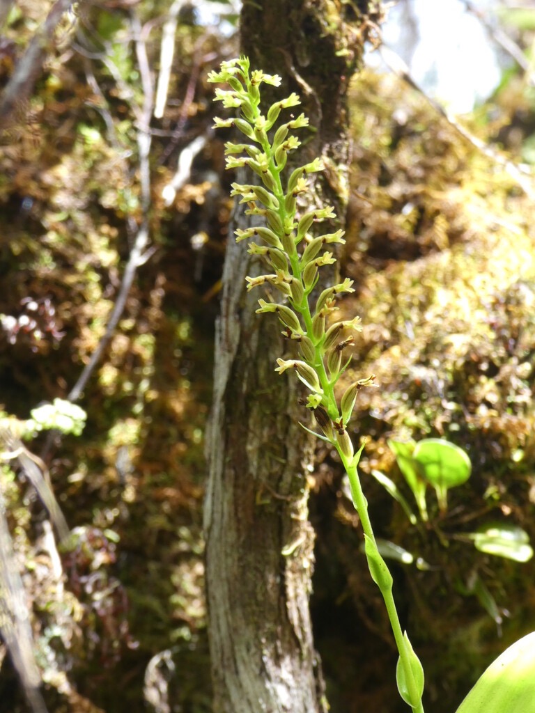 Benthamia_africana-ORCHIDOIDEAE-Indigene_Reunion-P1080391.jpg