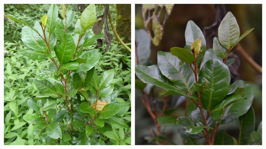 Doratoxylon_apetalum_var_diphyllum-Bois_de_gaulette-SAPINDACEAE-Indigene_Reunion-20240424_181807.jpg