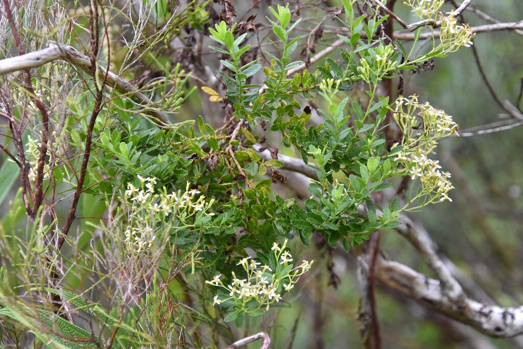 Hubertia_ambavilla-Ambaville-ASTERACEAE-Endemique_Reunion_Maurice-MB3_6275.jpg