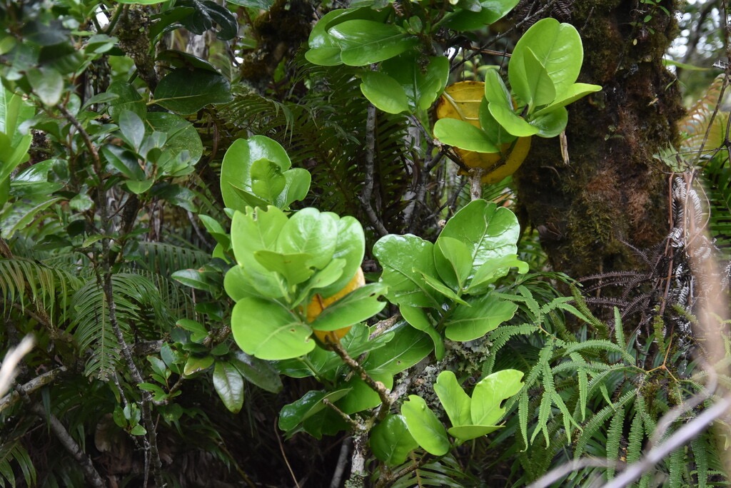 Tambourissa_crassa-Bois_de_tambour-MONIMIACEAE-Endemique_Reunion-MB3_6285.jpg