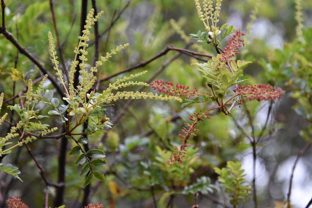 Weinmannia_tinctoria-Tan_rouge(fleurs_et_fruits)-CUNONIACEAE-Endemique_Reunion_Maurice-MB3_6268.jpg