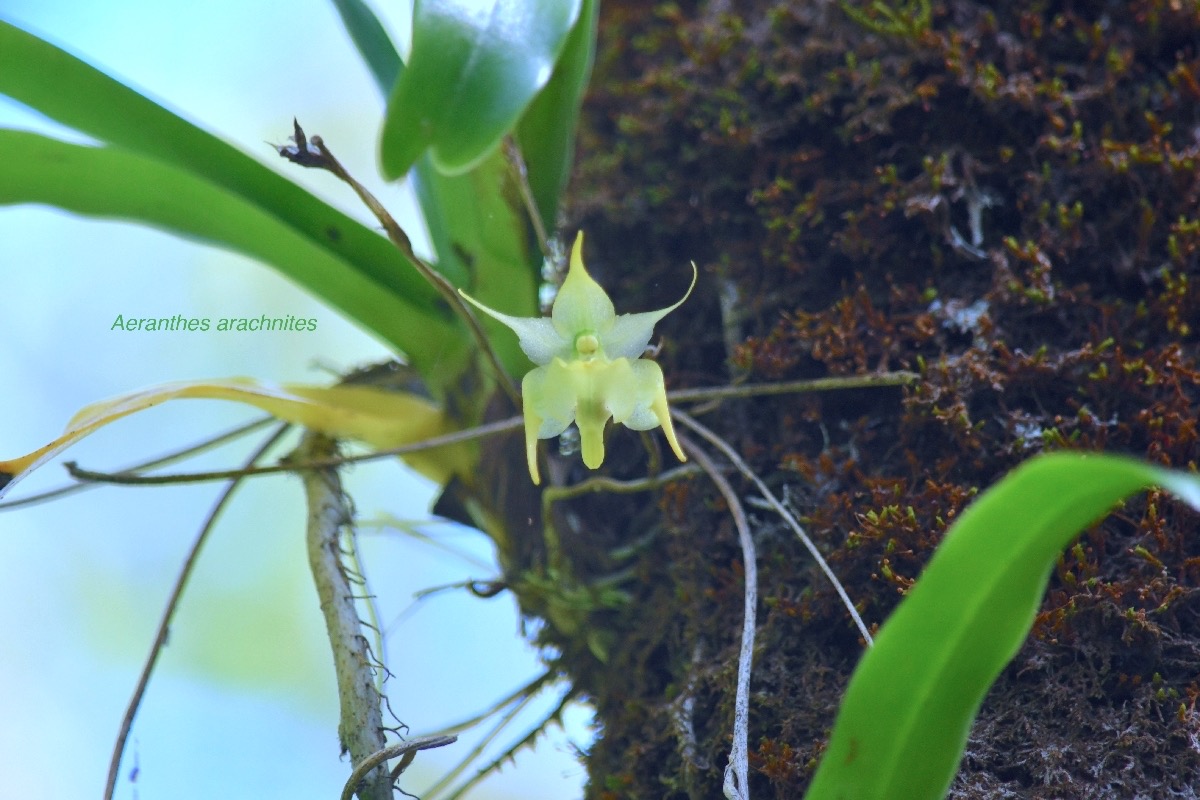 Aeranthes arachnites Orchidaceae  Indigène La Réunion 8889.jpeg