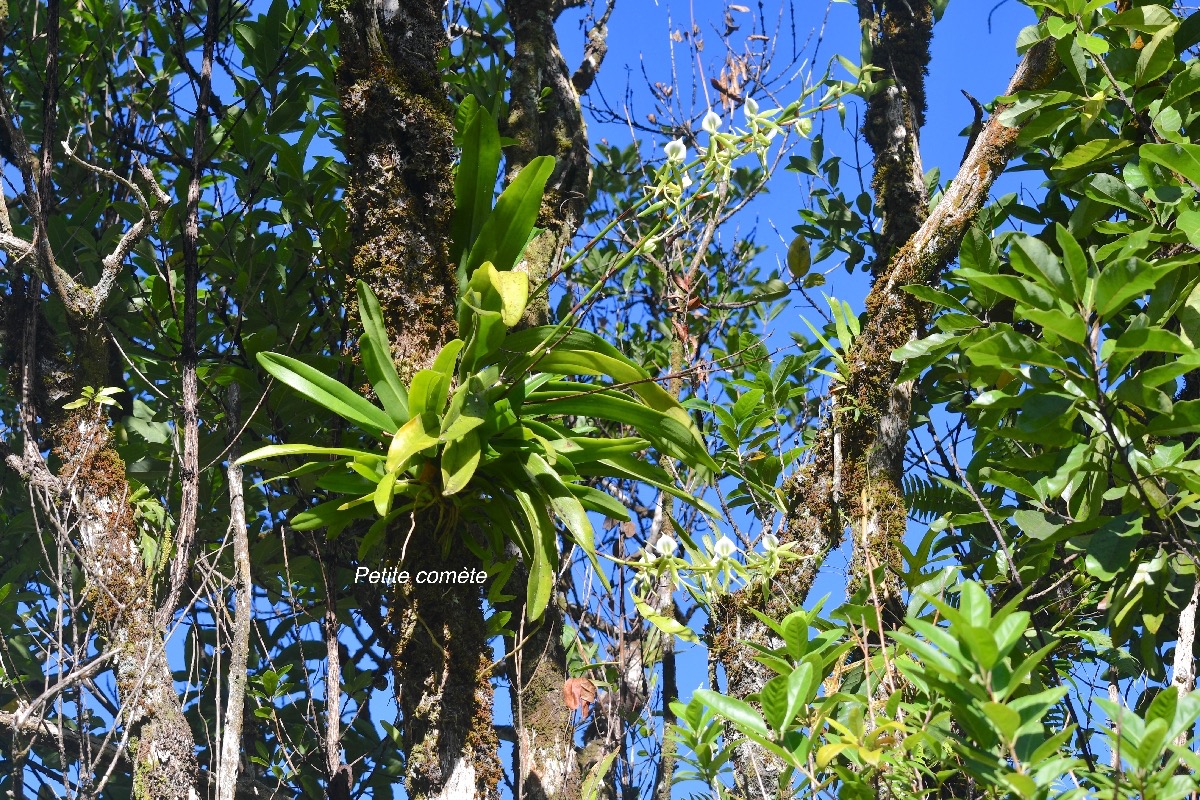 Angraecum eburneum Petite come?te Orch idaceae Indigène La Réunion 8931.jpeg