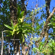 Angraecum eburneum Petite come?te Orch idaceae Indigène La Réunion 8931.jpeg