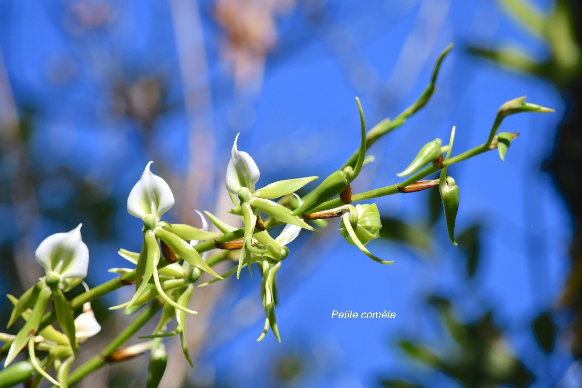 Angraecum eburneum Petite come?te Orch idaceae Indigène La Réunion 8935.jpeg