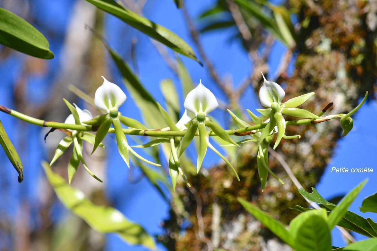 Angraecum eburneum Petite comète Orchidaceae Indigène La réunion 8934.jpeg