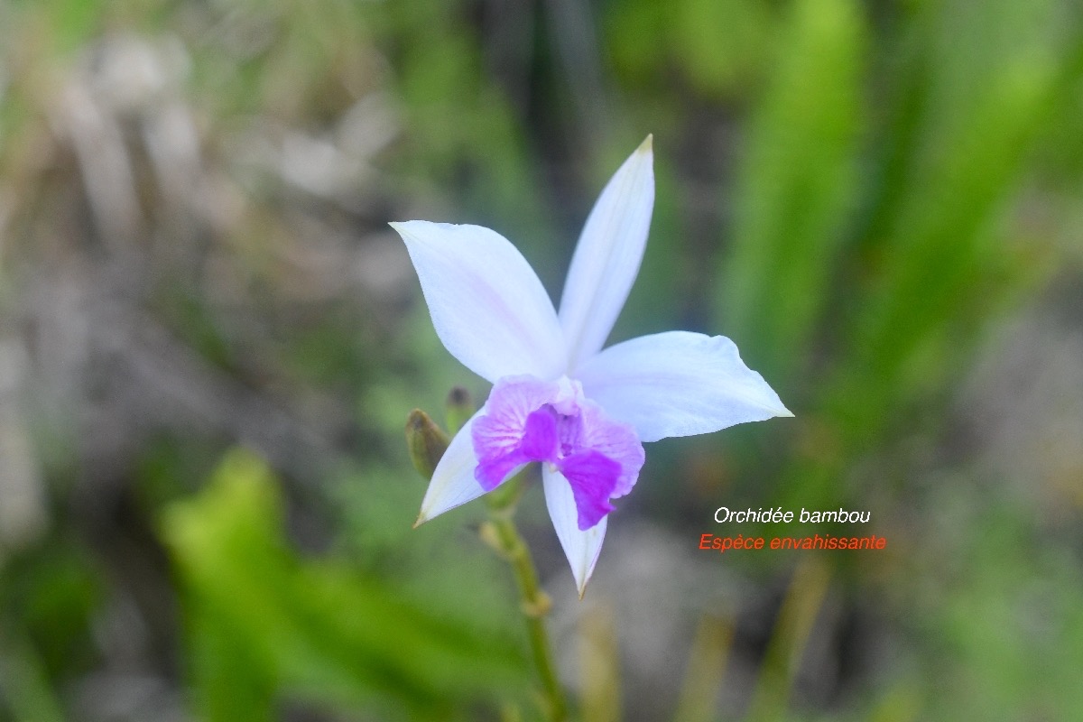 Arudina graminifolia Orchide?e  bambou Orchidaceae EE 9001.jpeg