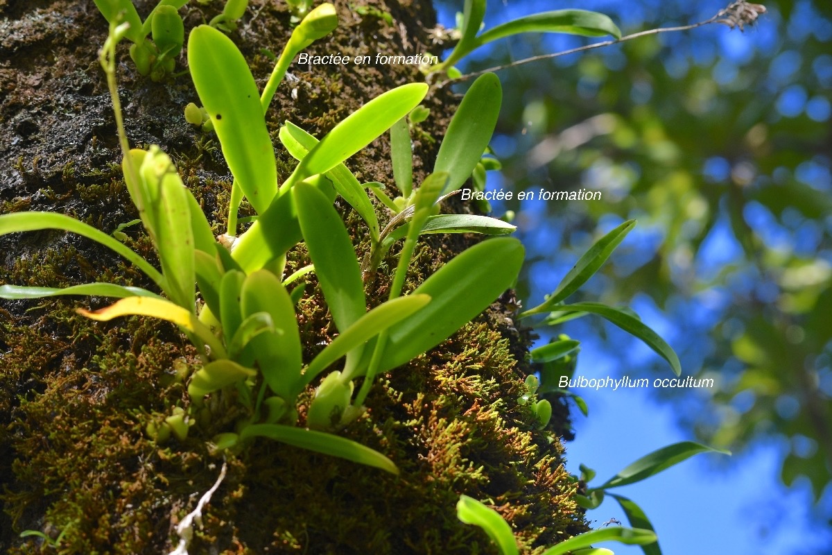 Bulbophyllum occultum Orchidacea e Indigène La Réunion 8920.jpeg