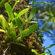 Bulbophyllum occultum Orchidacea e Indigène La Réunion 8920.jpeg