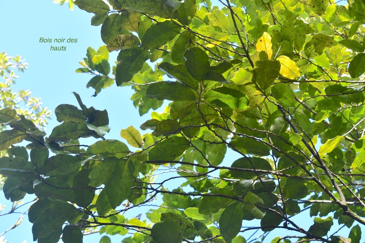 Diospyros borbonica Bois noir des hauts E benaceae Endémique La Réunion 8912.jpeg