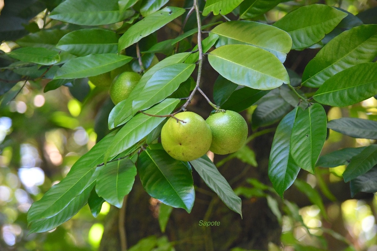 Diospyros nigra Sapote Ebenaceae EE 8895.jpeg