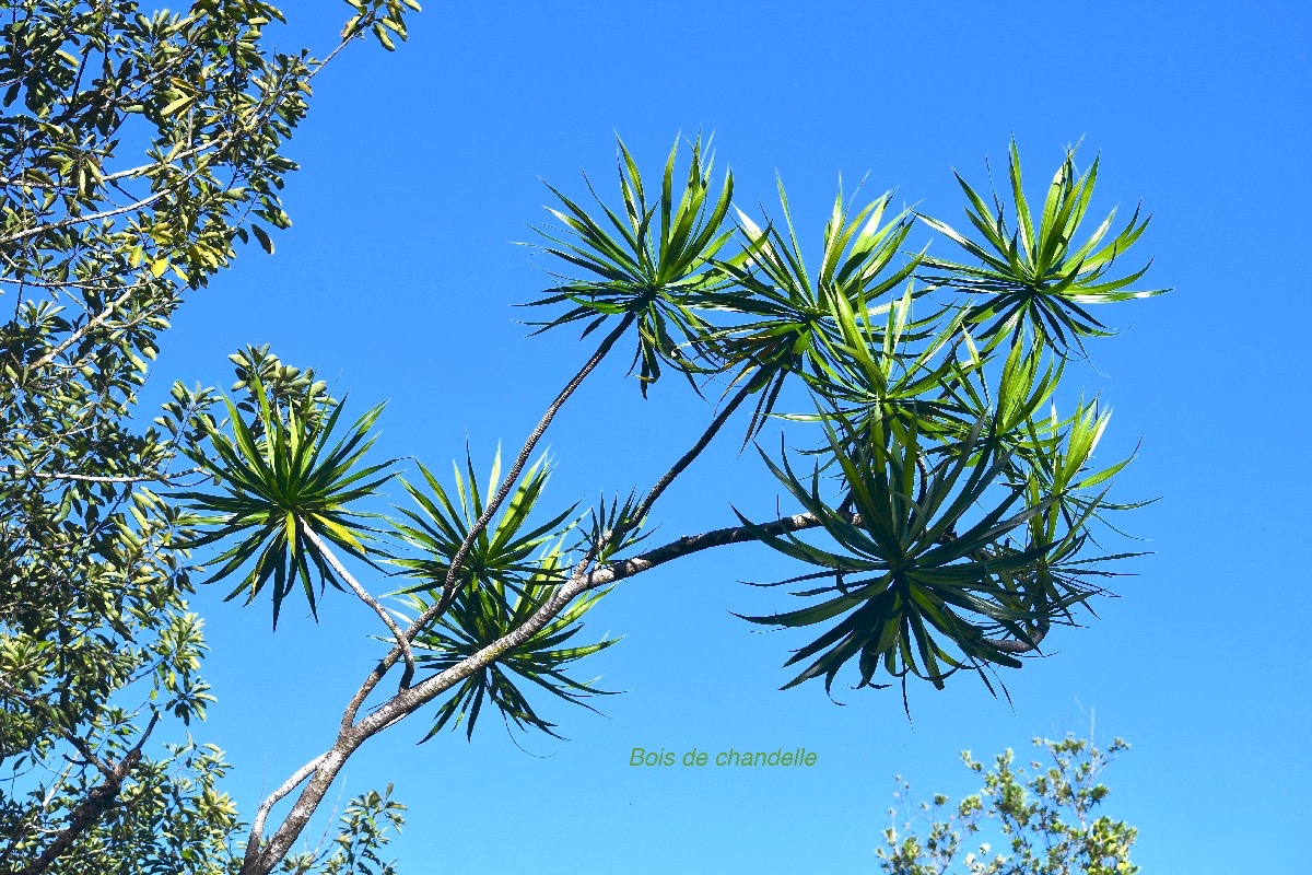 Dracaena reflexa Bois de chandelle Aspa ragaceae Indigène la Réunion 8978.jpeg