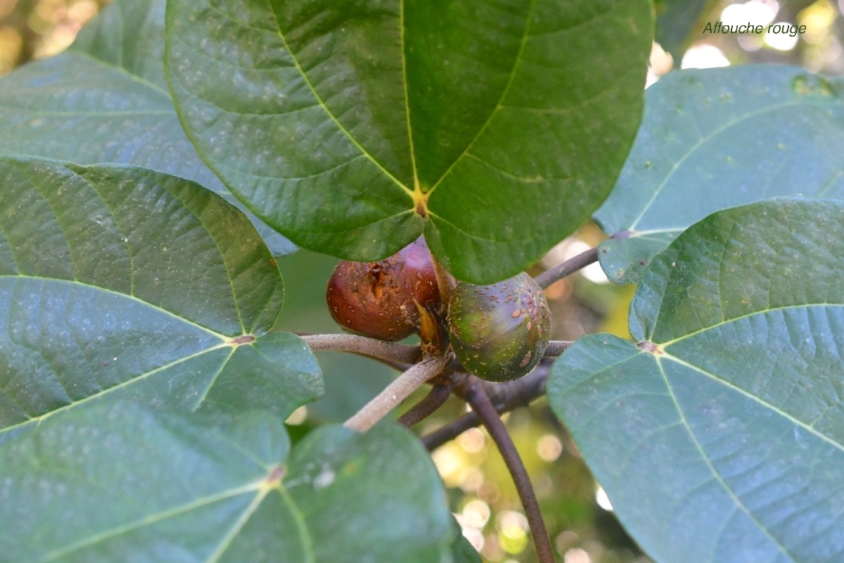 Ficus mauritiana Affouche rouge Moraceae Endémique La Réunion , Maurice 8900.jpeg