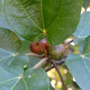 Ficus mauritiana Affouche rouge Moraceae Endémique La Réunion , Maurice 8900.jpeg