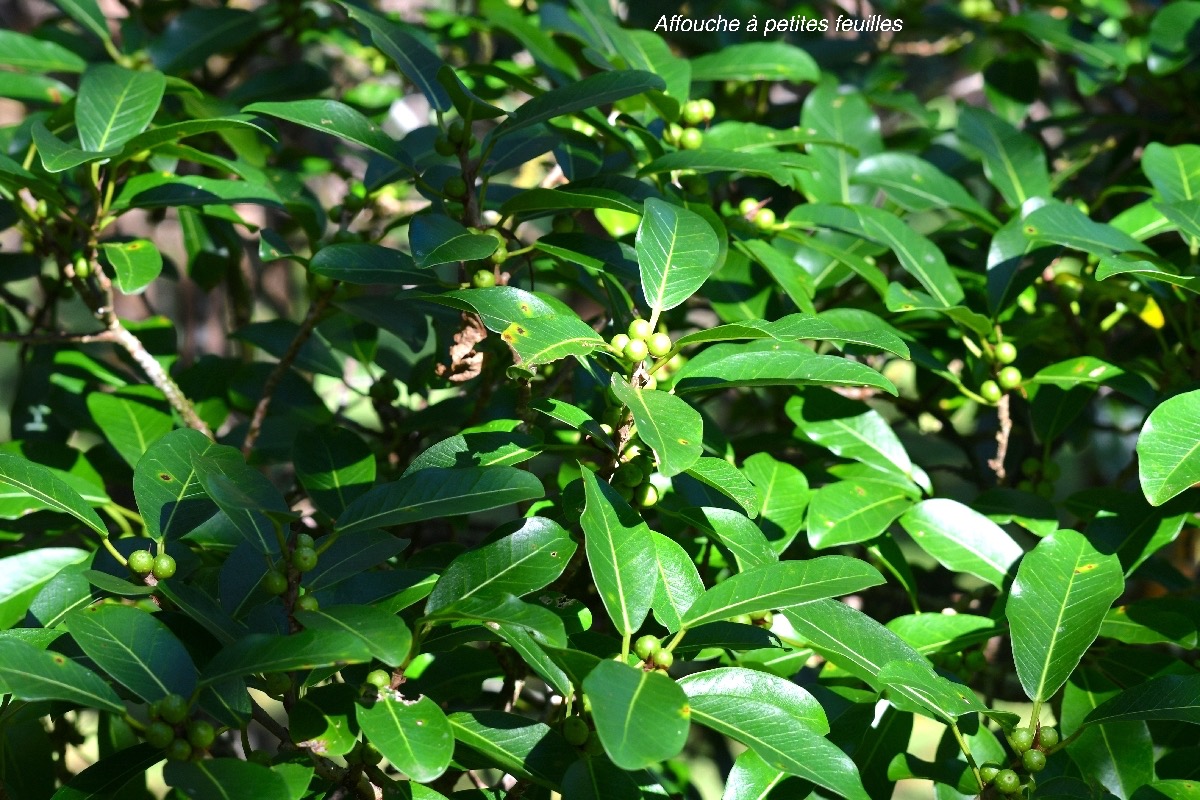 Ficus reflexa Affouche a? petites feuille s Moraceae Indigène La Réunion 8942.jpeg