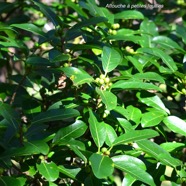 Ficus reflexa Affouche a? petites feuille s Moraceae Indigène La Réunion 8942.jpeg