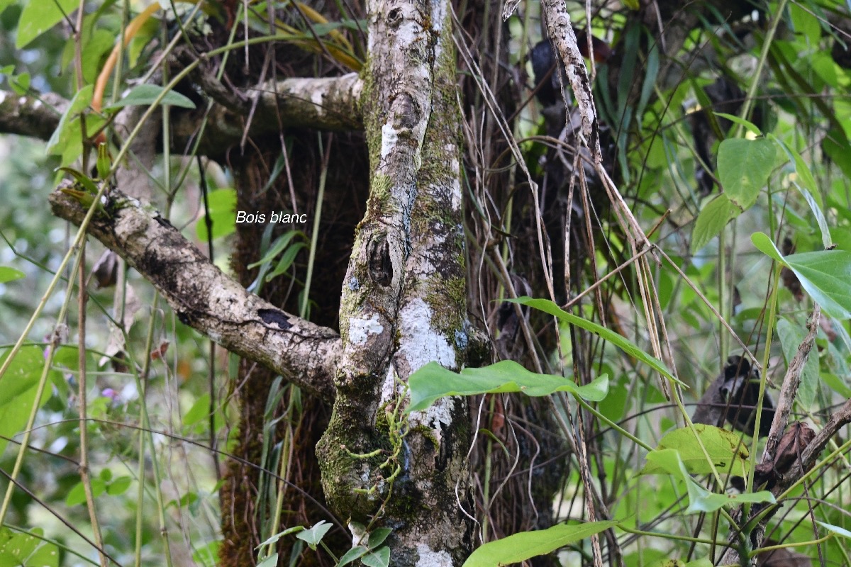 Hernandia mascarenensis Bois blanc Herna ndiaceae Endémique La Réunion, Maurice .jpeg