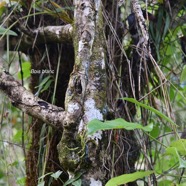 Hernandia mascarenensis Bois blanc Herna ndiaceae Endémique La Réunion, Maurice .jpeg