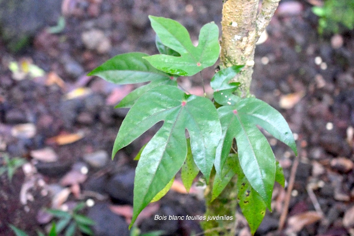 Hernandia mascarenensis Bois blanc Hernandia ceae Endémique La Réunion, Maurice 8986.jpeg