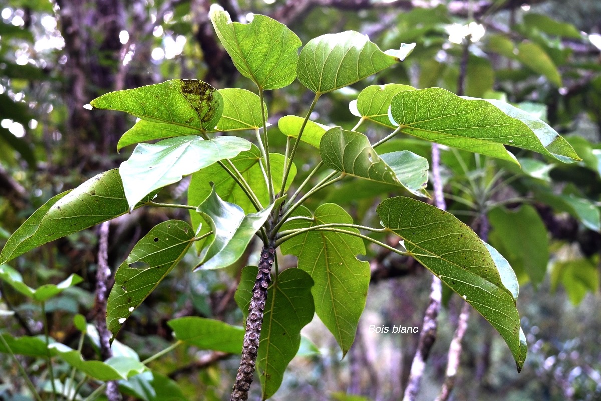 Hernandia mascarenensis Bois blanc Hernandiac eae Endémique la Réunion, Maurice 8948.jpeg