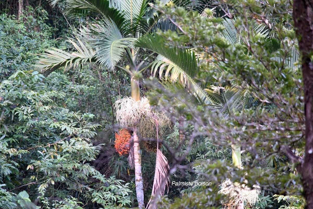 Hyophorbe indica Palmiste poison Arec aceae Endémique la Réunion 9014.jpeg