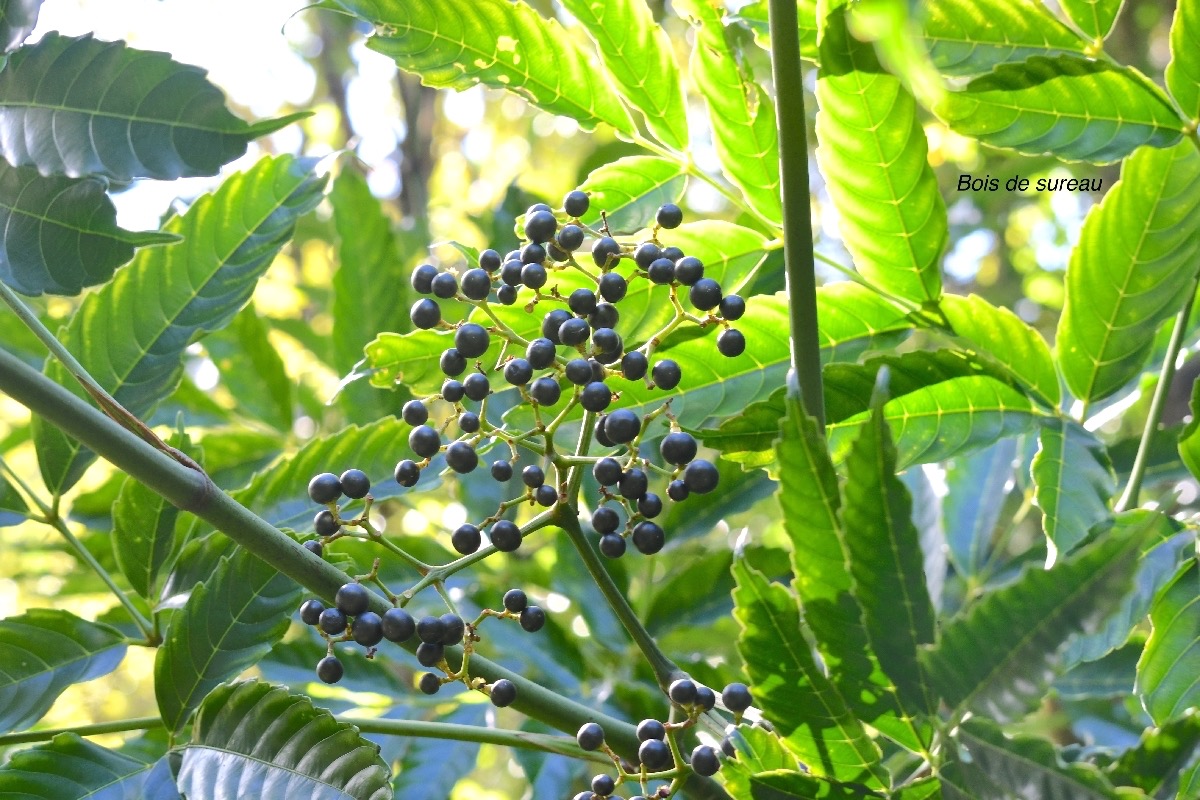 Leea guineensis Bois de sureau Leea ceae Indigène La Réunion 8916.jpeg