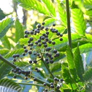 Leea guineensis Bois de sureau Leea ceae Indigène La Réunion 8916.jpeg