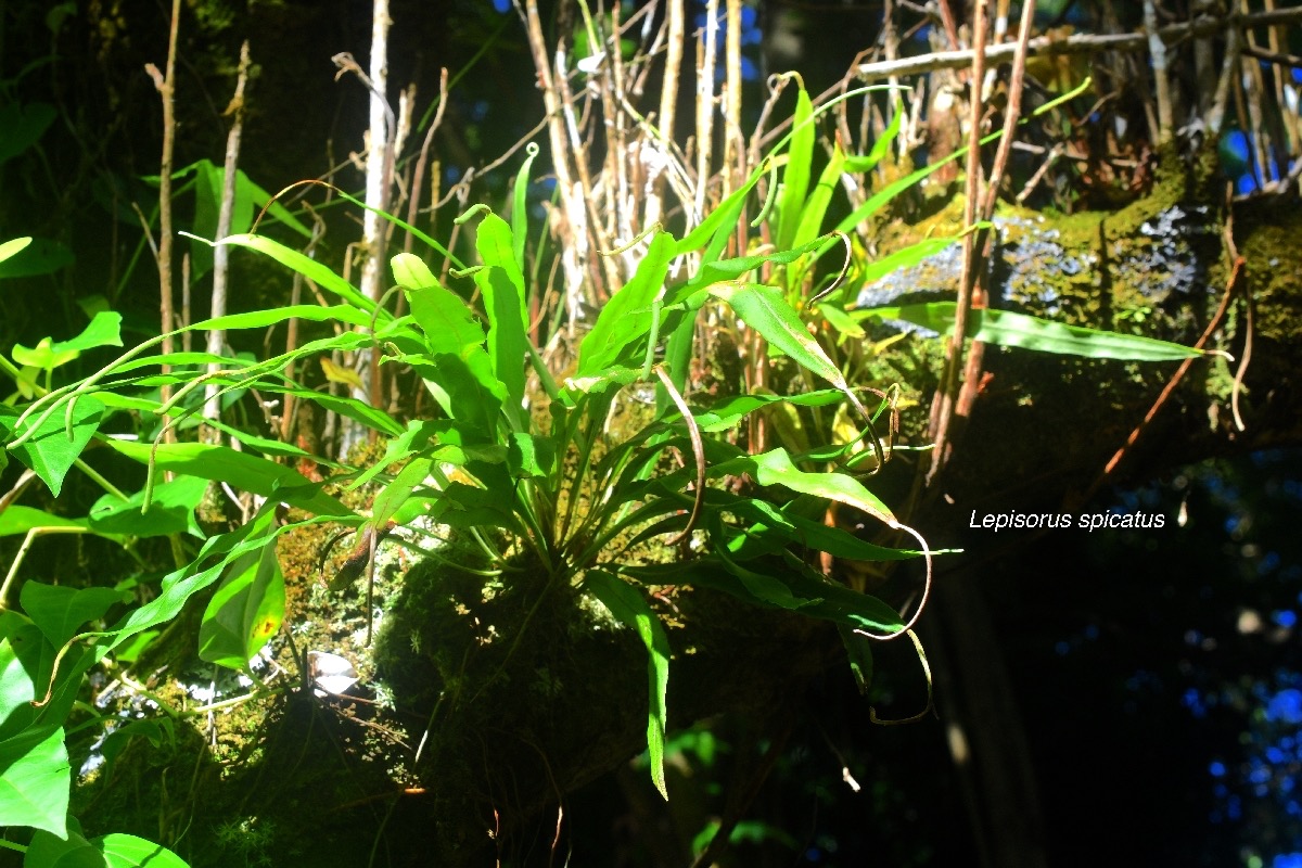 Lepisorus spicatus Polypodiaceae  Indigène La Réunion 8886.jpeg