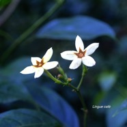 Mussaenda arcuata Lingue cafe? Rubia ceae Indigène La Réunion 9016.jpeg