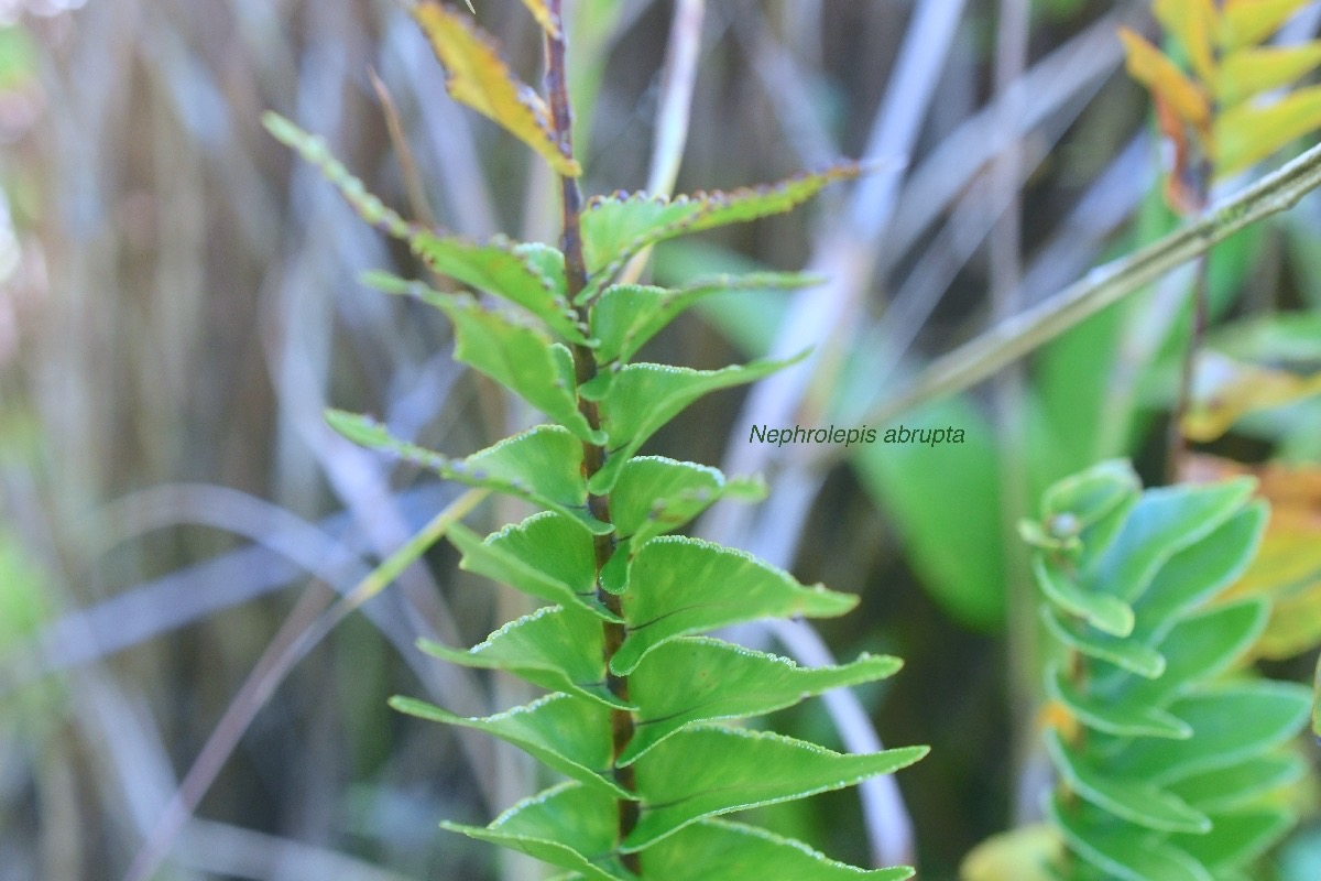 Nephrolepis abrupta Nephrolepidaceae Indigène la Réunion 8999.jpeg